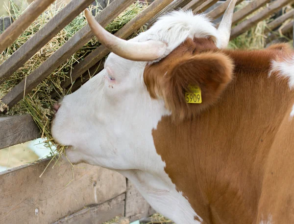 Cow eating — Stock Photo, Image