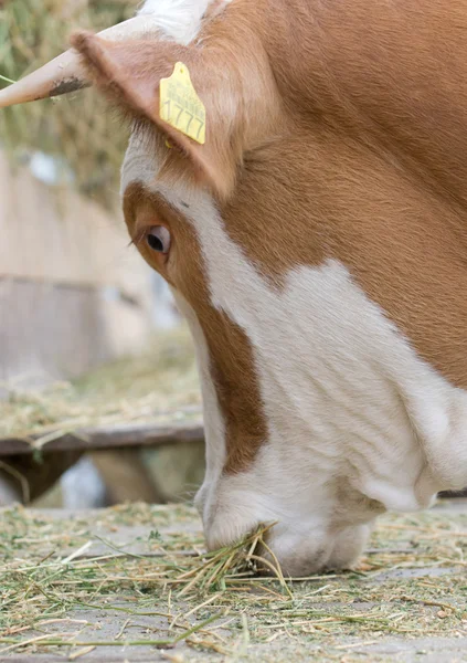 Cow eating — Stock Photo, Image