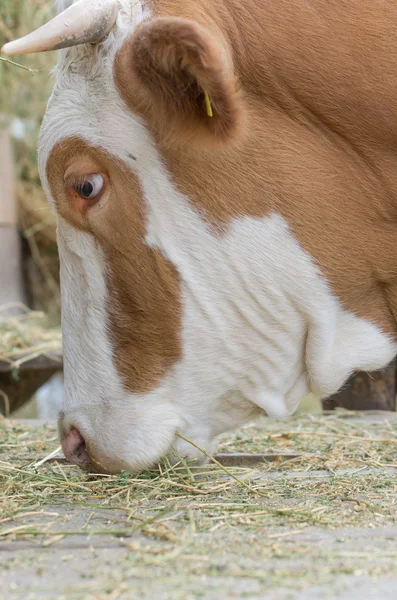 Корова ест — стоковое фото