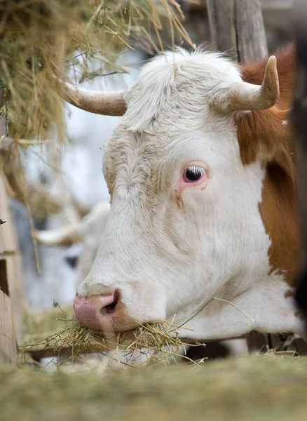 Cow eating — Stock Photo, Image