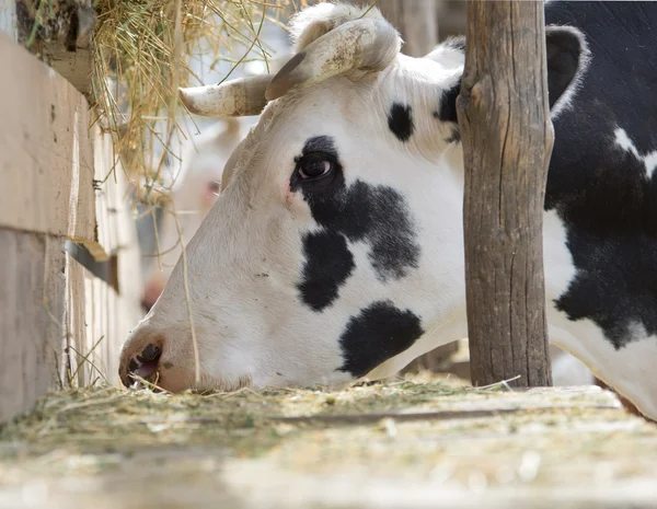 Корова їсть — стокове фото