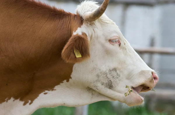 Cow eating — Stock Photo, Image