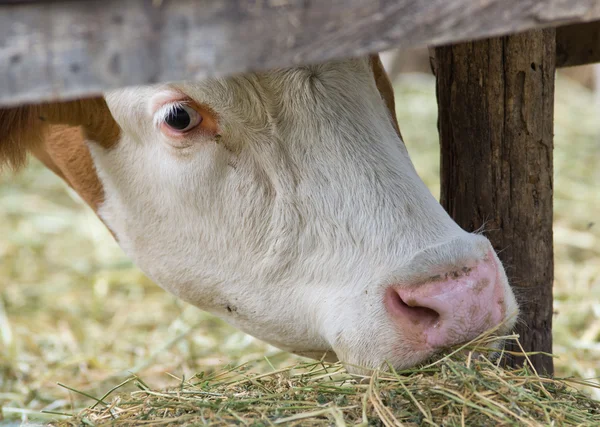 Cow eating — Stock Photo, Image