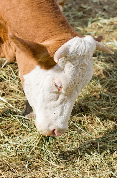 Ko äter hö — Stockfoto