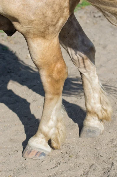 Horse hoof — Stock Photo, Image