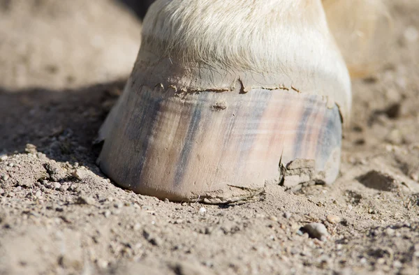 Horse hoof — Stock Photo, Image