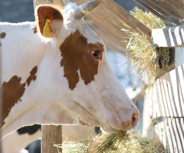 Cow eats hay — Stock Photo, Image