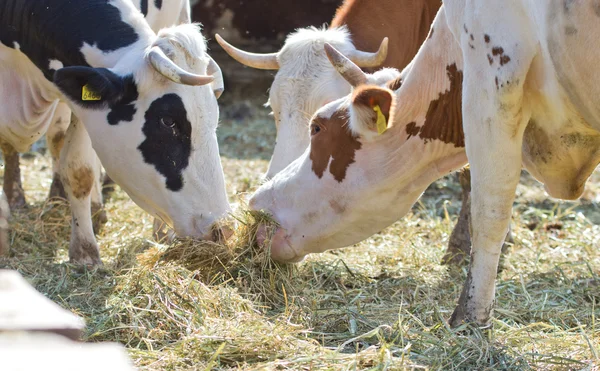 Cow eats hay — Stock Photo, Image