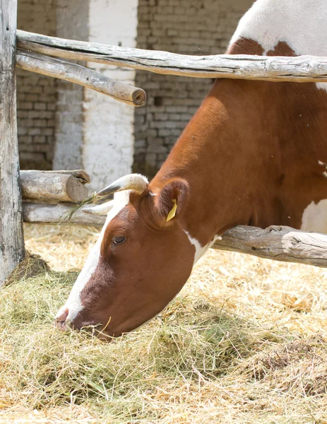 Cow eats hay — Stock Photo, Image