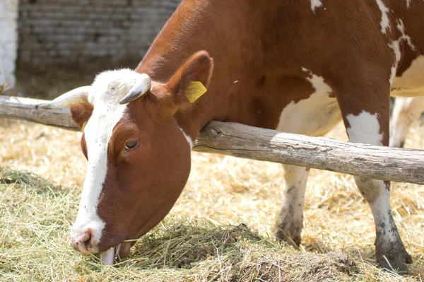 Корова ест сено — стоковое фото
