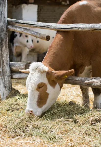 牛は干し草を食べる — ストック写真