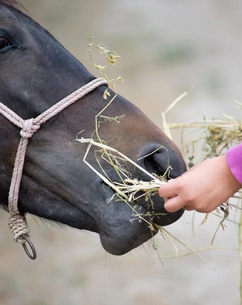 Alimentación de caballos — Foto de Stock