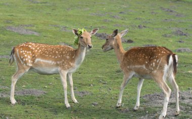 Açık kahverengi oyun