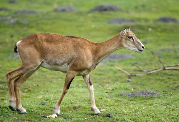 Vrouwelijke moeflon — Stockfoto