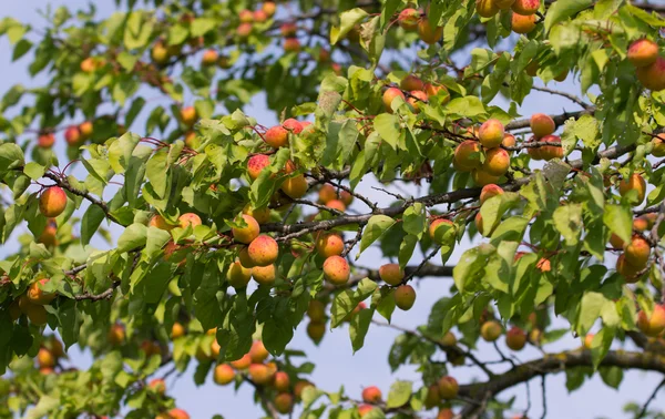 Peach tree — Stock Photo, Image