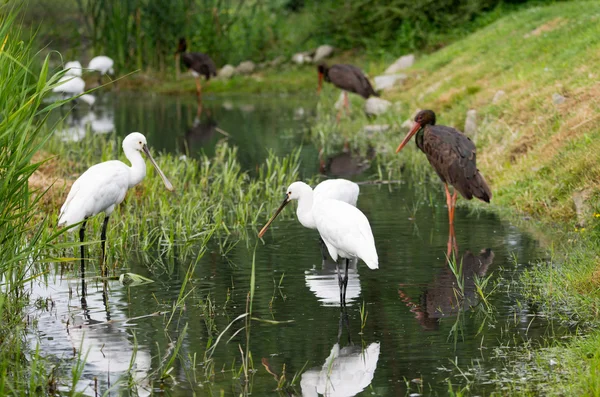 Vögel im Wasser — Stockfoto