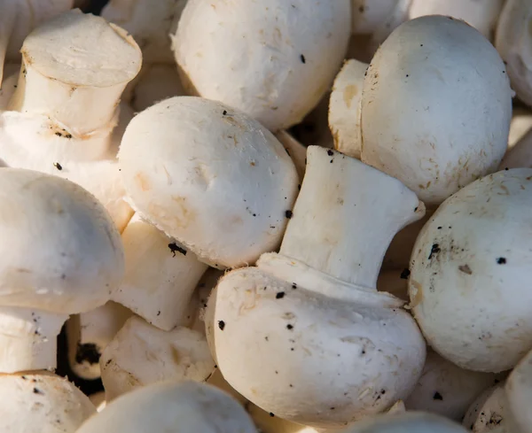 Cogumelos de botão — Fotografia de Stock