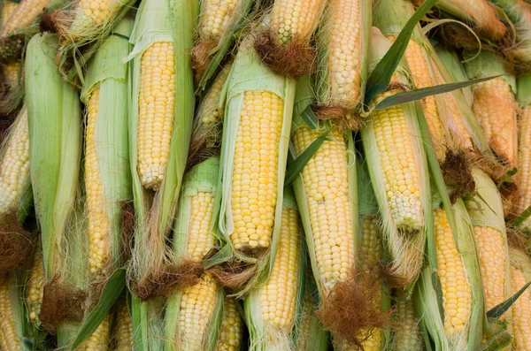 Sweet corncob — Stock Photo, Image