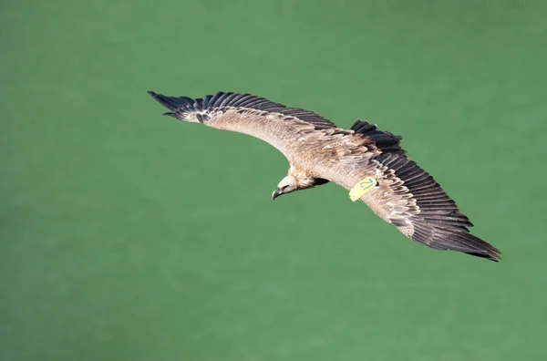 Abutre Griffon — Fotografia de Stock