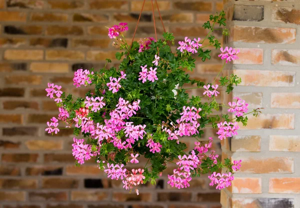 Blommor i hängande kruka — Stockfoto