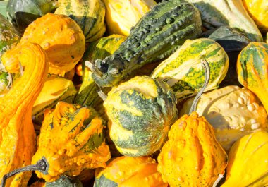 Satılık squash