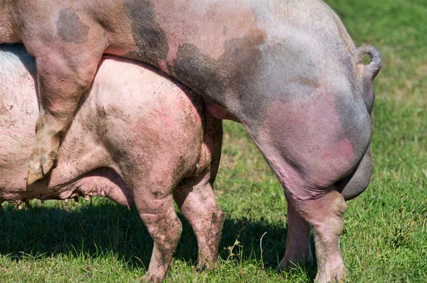 Hayvan Gibi Sikiyorsun Köpek Yavaş Ol Sex hikayeleri