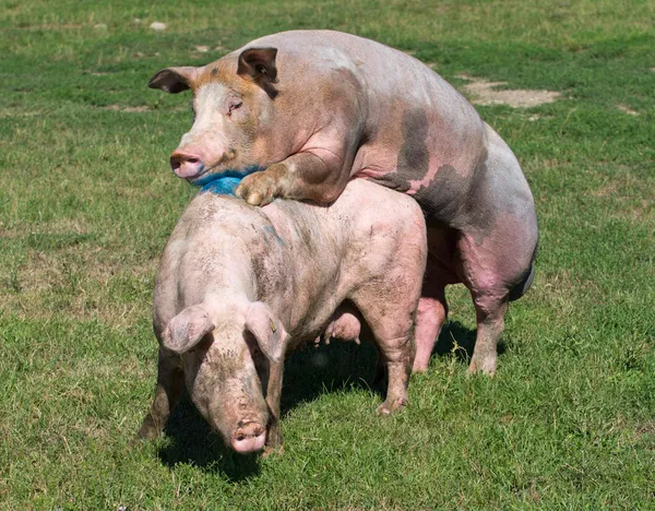 Pogs mating — Stock Photo, Image