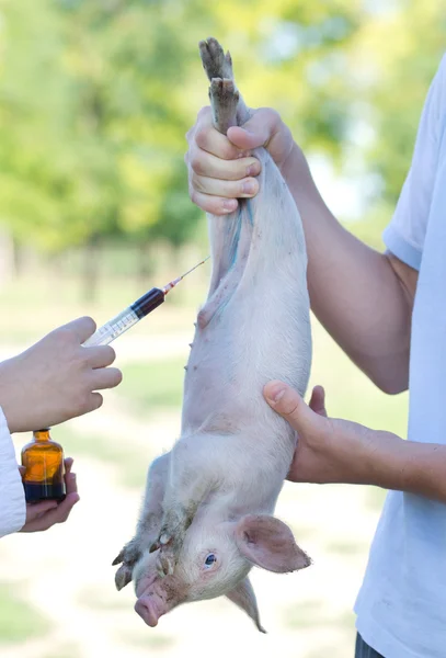 Veterinary injection — Stock Photo, Image