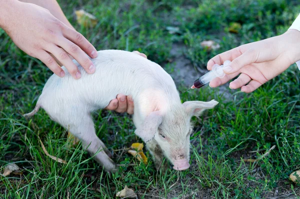 Veterinary injection — Stock Photo, Image