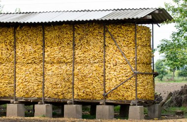 Storage for corncobs clipart