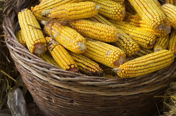 Corn basket — Stock Photo, Image