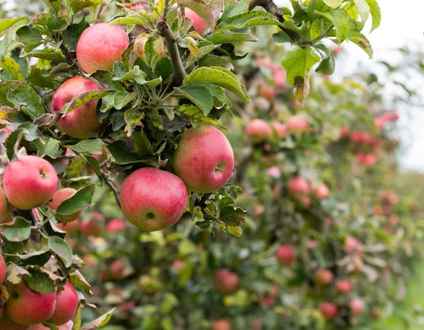 Huerto de manzana — Foto de Stock