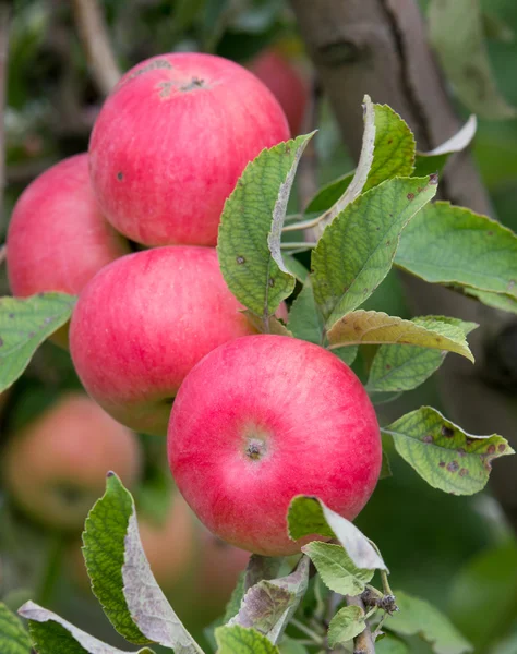Pommes mûres — Photo