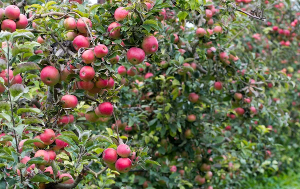 Huerto de manzana —  Fotos de Stock