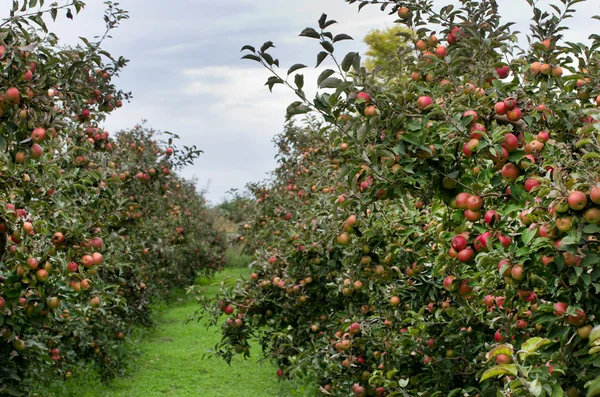 Huerto de manzana — Foto de Stock