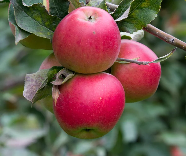 Ώριμα μήλα — Φωτογραφία Αρχείου