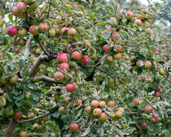 Jablečný sad — Stock fotografie