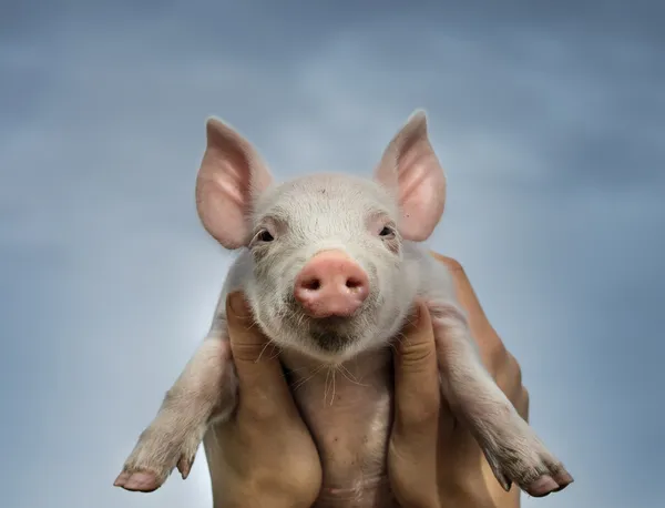 Leitão bonito — Fotografia de Stock