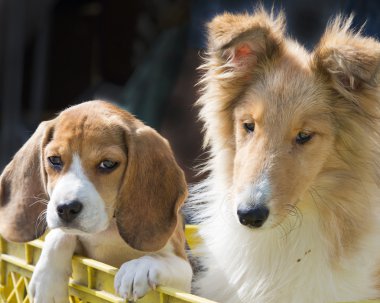 kömür ocağı ve beagle