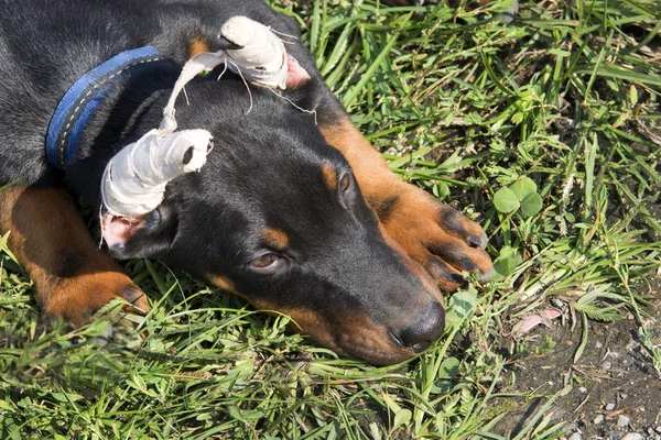 Puppy with cropped ears — Stock Photo, Image