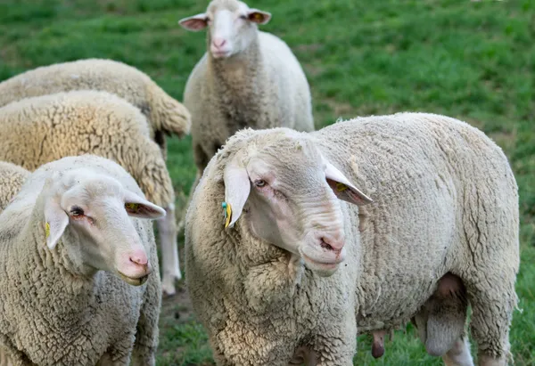 Sheep herd — Stock Photo, Image