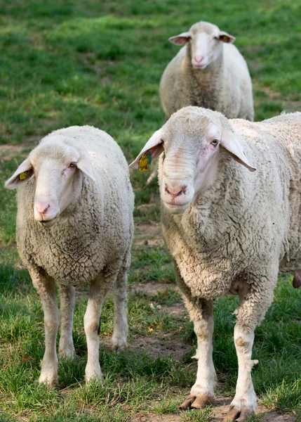 Sheep herd — Stock Photo, Image