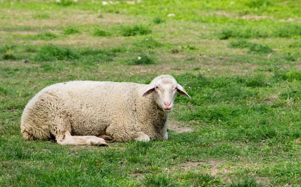 Får — Stockfoto