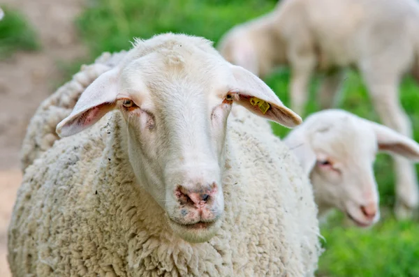 Nieuwsgierig schapen — Stockfoto