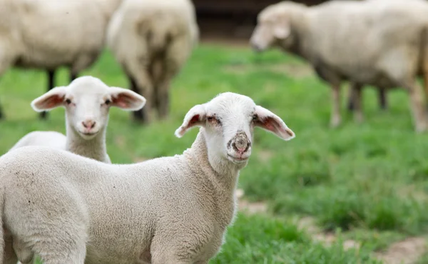 好奇心旺盛の子羊 — ストック写真