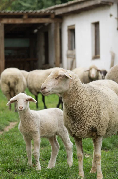 Moutons et agneaux — Photo