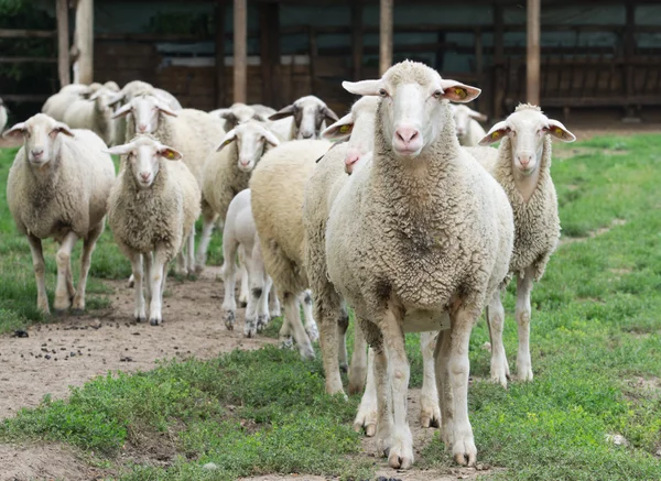Sheep herd — Stock Photo, Image