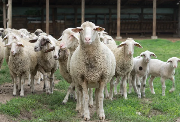 Sheep herd — Stock Photo, Image