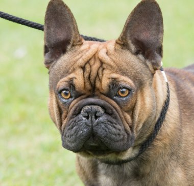 Tasmalı köpek