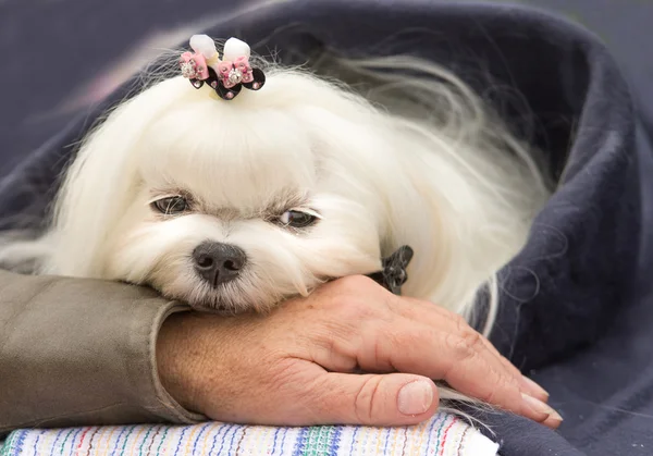 Cute dog resting — Stock Photo, Image